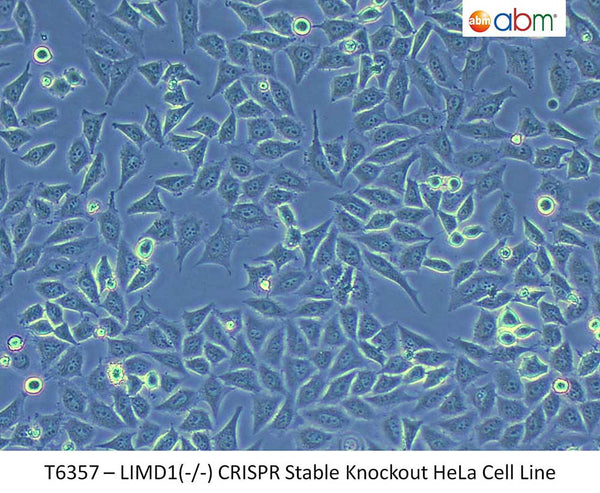 LIMD1(-/-) CRISPR Stable Knockout HeLa Cell Line | Applied Biological Materials (abm)