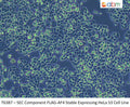 SEC Component FLAG-AF4 Stable Expressing HeLa S3 Cell Line | Applied Biological Materials (abm)