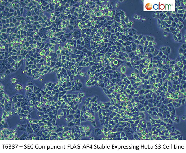 SEC Component FLAG-AF4 Stable Expressing HeLa S3 Cell Line | Applied Biological Materials (abm)