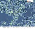 SEC Component FLAG-CDK9 Stable Expressing HeLa S3 Cell Line | Applied Biological Materials (abm)