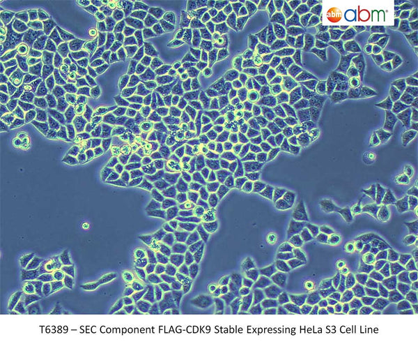 SEC Component FLAG-CDK9 Stable Expressing HeLa S3 Cell Line | Applied Biological Materials (abm)