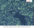 SEC Component FLAG-AF1 Stable Expressing HeLa S3 Cell Line | Applied Biological Materials (abm)