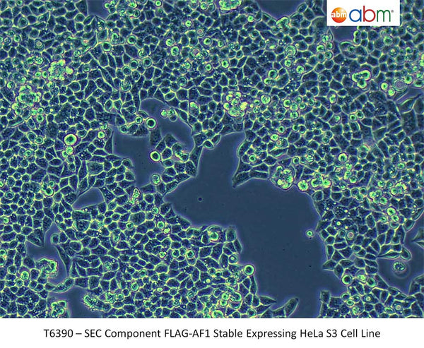 SEC Component FLAG-AF1 Stable Expressing HeLa S3 Cell Line | Applied Biological Materials (abm)