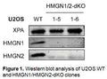 HMGN1/HMGN2 Double KO Stable U2OS Cell Line (1-6) | Applied Biological Materials (abm)