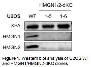HMGN1/HMGN2 Double KO Stable U2OS Cell Line (1-6) | Applied Biological Materials (abm)