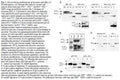 hPSEN1(D257A) Stably Expressing MEF Psen1/2(-/-) Cell Line | Applied Biological Materials (abm)