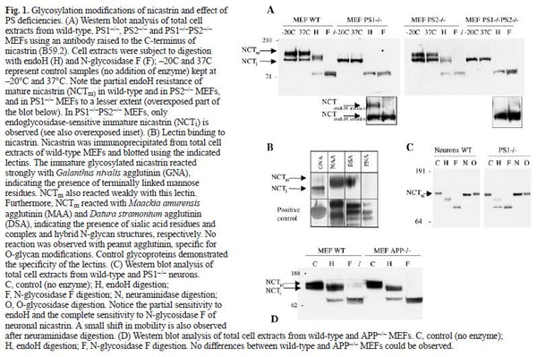hPSEN1(L435F) Stably Expressing MEF Psen1/2(-/-) Cell Line | Applied Biological Materials (abm)