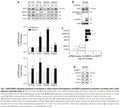 CA-MEK5 Stably Expressing HCT116 Cell Line | Applied Biological Materials (abm)