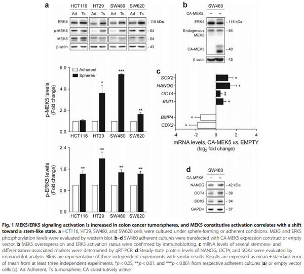 CA-MEK5 Stably Expressing HCT116 Cell Line | Applied Biological Materials (abm)