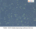 SCCF1 Stably Expressing Luciferase Cell Line | Applied Biological Materials (abm)