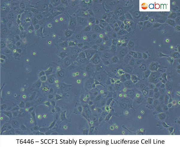 SCCF1 Stably Expressing Luciferase Cell Line | Applied Biological Materials (abm)