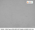 Wild Type aSYN-IRES-GFP Stable LUHMES Cell Line | Applied Biological Materials (abm)