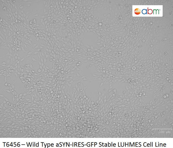 Wild Type aSYN-IRES-GFP Stable LUHMES Cell Line | Applied Biological Materials (abm)
