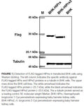 HlPrx2 Stable BHK-21 Cell Line | Applied Biological Materials (abm)