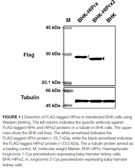 HlPrx2 Stable BHK-21 Cell Line | Applied Biological Materials (abm)