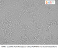 GCaMP6s-P2A-ORAI1-(Opto-CRAC)2-P2A-NFAT-mCh Stable HeLa Cell Line | Applied Biological Materials (abm)