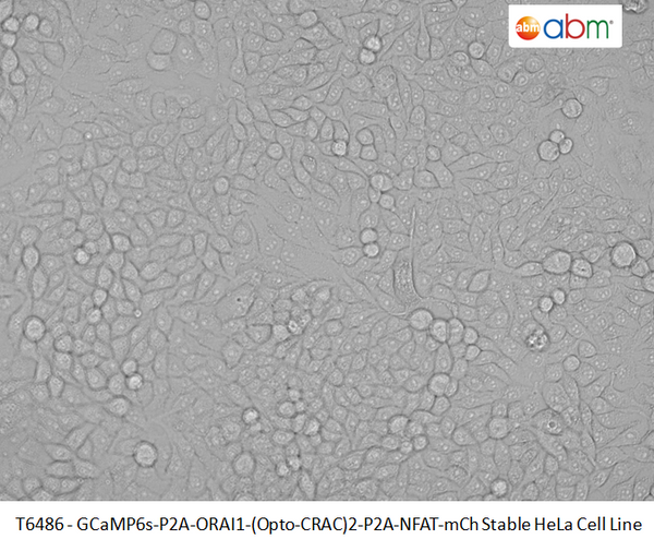 GCaMP6s-P2A-ORAI1-(Opto-CRAC)2-P2A-NFAT-mCh Stable HeLa Cell Line | Applied Biological Materials (abm)