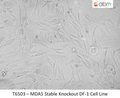 MDA5 Stable Knockout DF-1 Cell Line | Applied Biological Materials (abm)