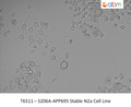 S206A-APP695 Stable N2a Cell Line | Applied Biological Materials (abm)