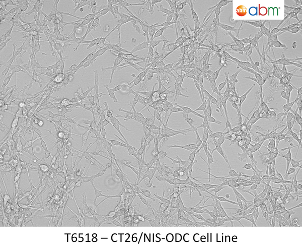CT26/NIS-ODC Cell Line | Applied Biological Materials (abm)