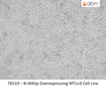 N-WASp Overexpressing MTLn3 Cell Line | Applied Biological Materials (abm)