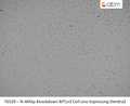 N-WASp Knockdown MTLn3 Cell Line Expressing Dendra2 | Applied Biological Materials (abm)