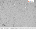 Scrambled-peptide Knockdown Control Cell Line Expressing Dendra2 | Applied Biological Materials (abm)