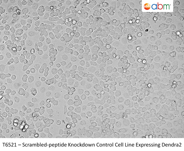 Scrambled-peptide Knockdown Control Cell Line Expressing Dendra2 | Applied Biological Materials (abm)