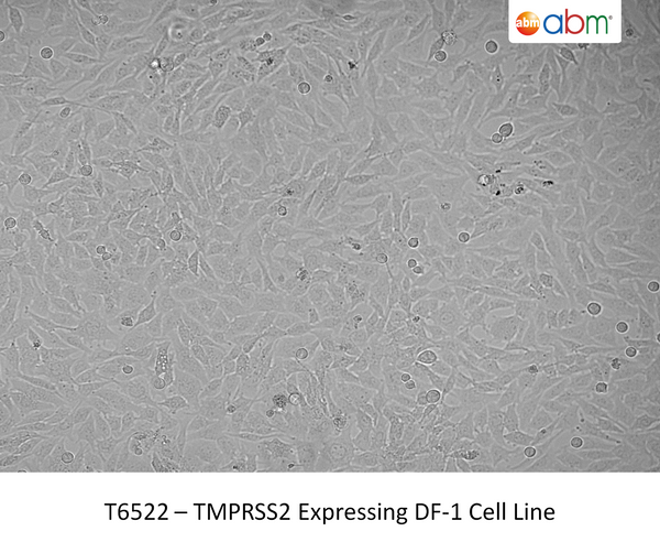 TMPRSS2 Expressing DF-1 Cell Line | Applied Biological Materials (abm)