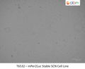 mPer2Luc Stable SCN Cell Line | Applied Biological Materials (abm)