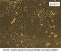SCHAD Stable Knockout HEK293 Cell Line (G2Af7) | Applied Biological Materials (abm)
