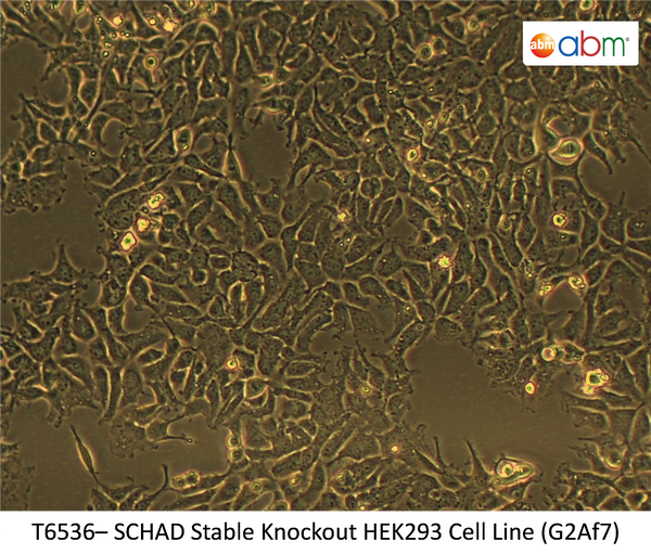 SCHAD Stable Knockout HEK293 Cell Line (G2Af7) | Applied Biological Materials (abm)