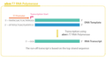 T7 RNA Polymerase