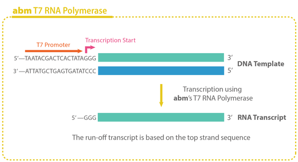 T7 RNA Polymerase