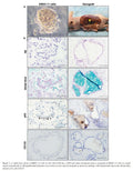KBDC-11 Cells | Applied Biological Materials (abm)