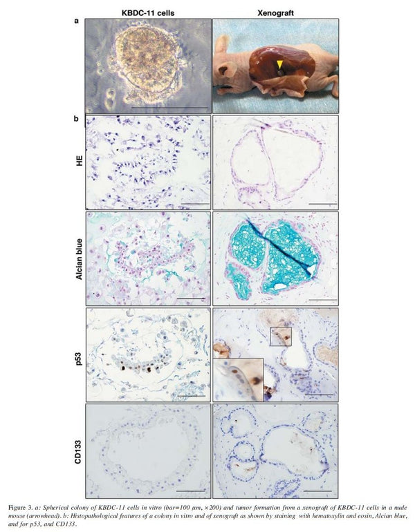 KBDC-11 Cells | Applied Biological Materials (abm)