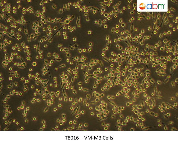 VM-M3 Cells | Applied Biological Materials (abm)