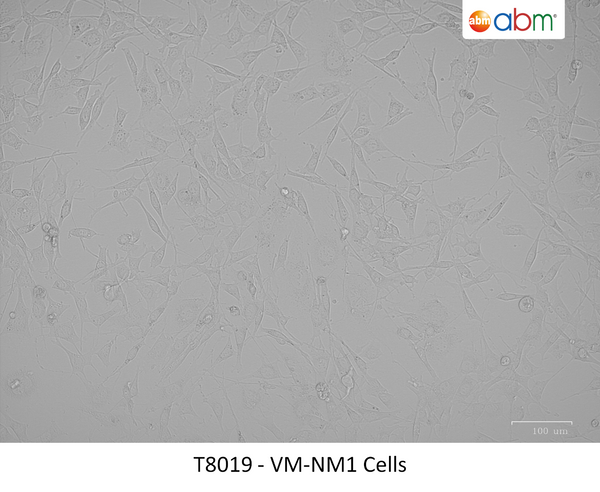 VM-NM1 Cells | Applied Biological Materials (abm)
