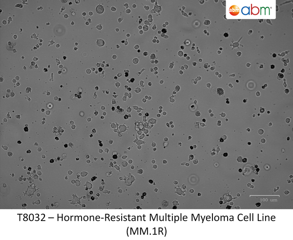 Hormone-Resistant Multiple Myeloma Cell Line (MM.1R) | Applied Biological Materials (abm)