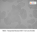 Flavopiridol-Resistant MCF-7 Cell Line (FLV100) | Applied Biological Materials (abm)