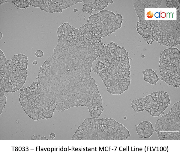 Flavopiridol-Resistant MCF-7 Cell Line (FLV100) | Applied Biological Materials (abm)