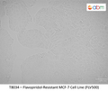 Flavopiridol-Resistant MCF-7 Cell Line (FLV500) | Applied Biological Materials (abm)