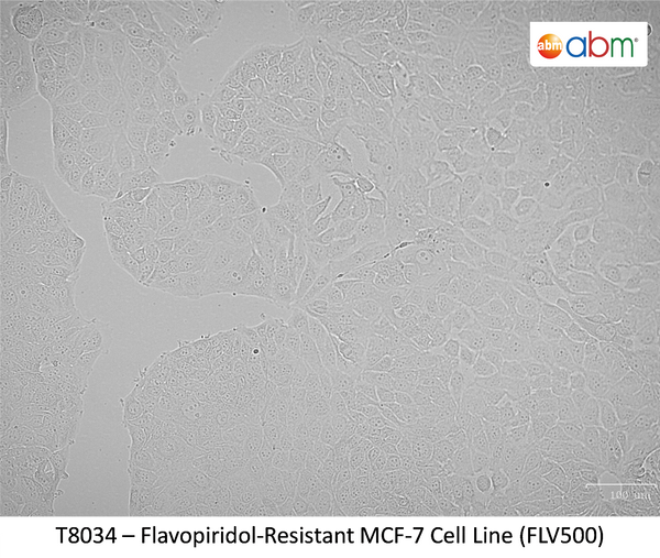 Flavopiridol-Resistant MCF-7 Cell Line (FLV500) | Applied Biological Materials (abm)