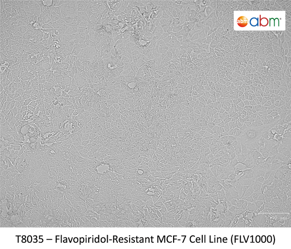 Flavopiridol-Resistant MCF-7 Cell Line (FLV1000) | Applied Biological Materials (abm)