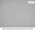 Mitoxantrone-Resistant SF295 Cell Line (MX10) | Applied Biological Materials (abm)