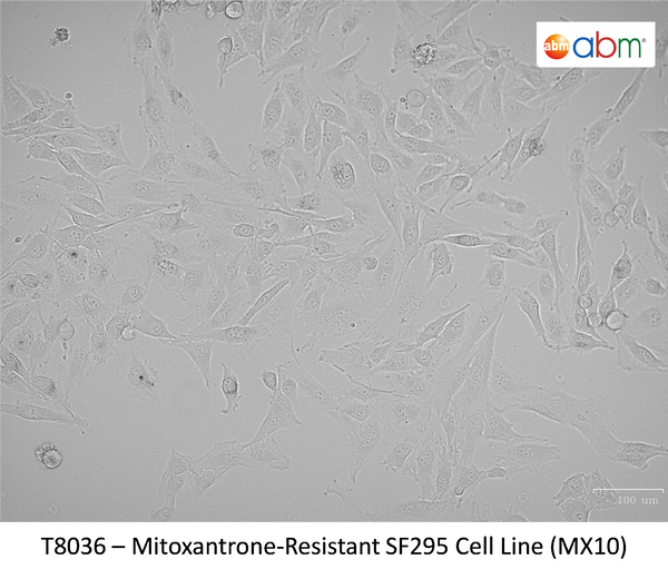 Mitoxantrone-Resistant SF295 Cell Line (MX10) | Applied Biological Materials (abm)