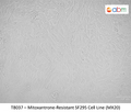Mitoxantrone-Resistant SF295 Cell Line (MX20) | Applied Biological Materials (abm)