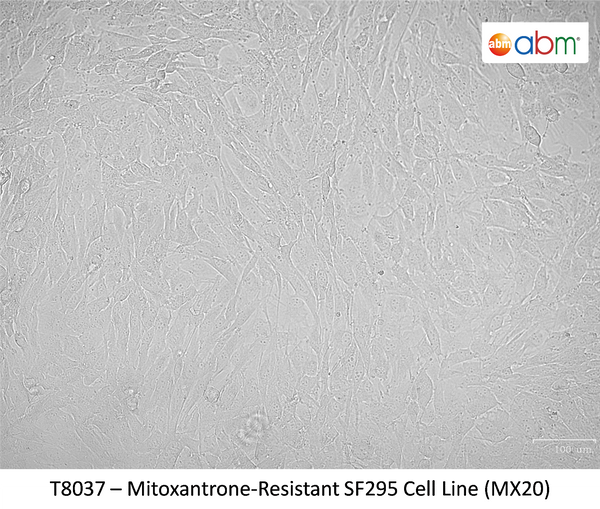 Mitoxantrone-Resistant SF295 Cell Line (MX20) | Applied Biological Materials (abm)