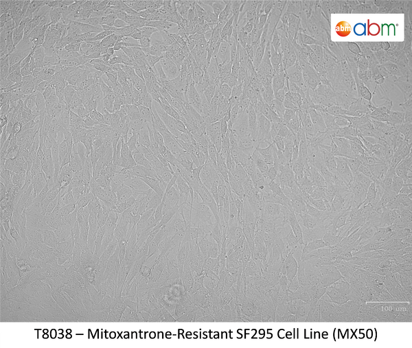 Mitoxantrone-Resistant SF295 Cell Line (MX50) | Applied Biological Materials (abm)