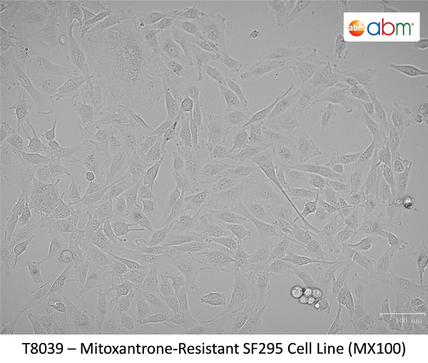 Mitoxantrone-Resistant SF295 Cell Line (MX100) | Applied Biological Materials (abm)